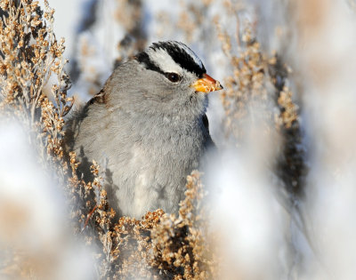 Sparrow White-crownedD-060.jpg