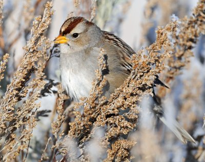 Sparrow White-crownedD-061.jpg