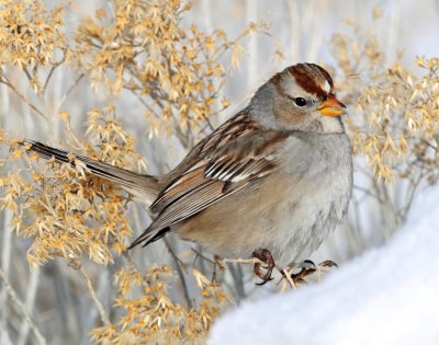 Sparrow White-crownedD-064.jpg