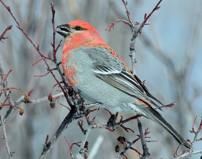 Grosbeak, Pine