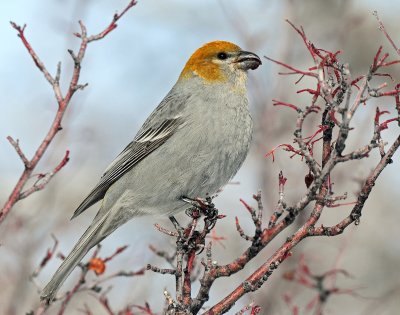 Grosbeak, Pine