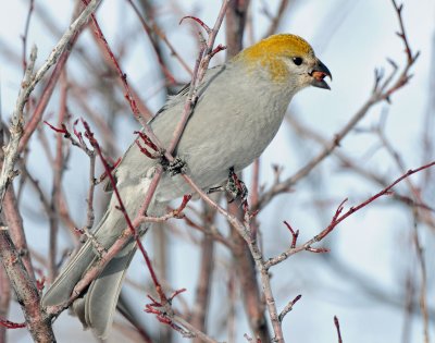 Grosbeak, Pine