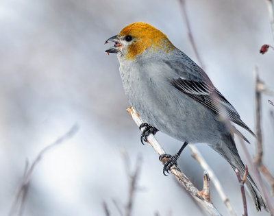 Grosbeak, Pine