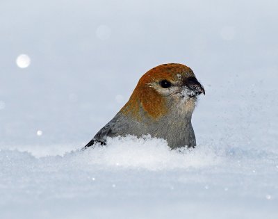 Grosbeak, Pine