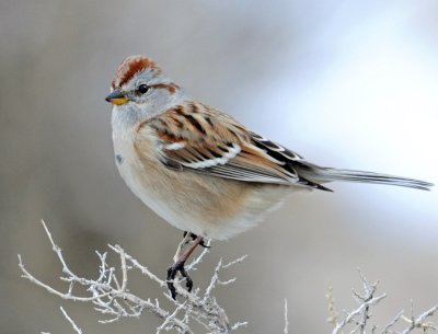 Sparrow, American Tree