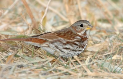 Sparrow, Red Fox (Taiga)