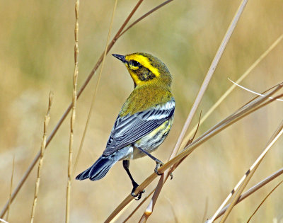 Warbler, Townsend's (first year male)