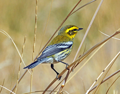 Warbler, Townsend's (first year male)