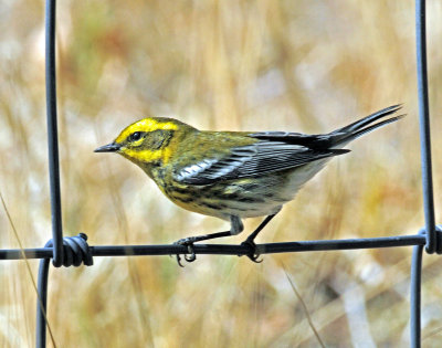 Warbler, Townsends (first year male)