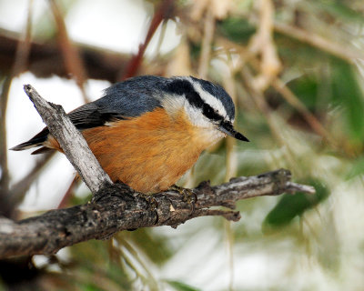 Nuthatch, Red-breasted