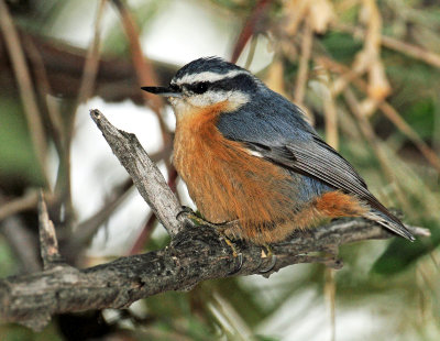 Nuthatch, Red-breasted (Sept. 11,  2012)