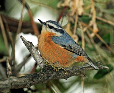 Nuthatch, Red-breasted