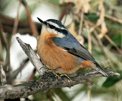 Nuthatch, Red-breasted