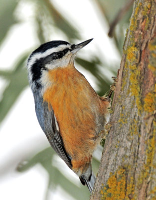 Nuthatch, Red-breasted