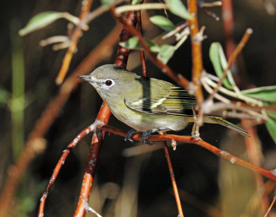 Vireo,  Cassins