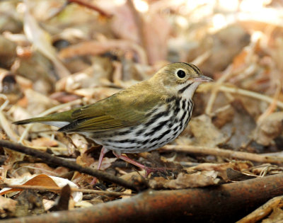 Ovenbird