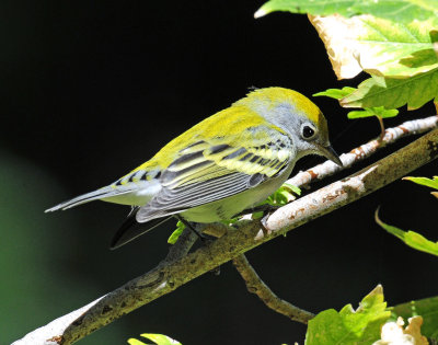 Warbler, Chestnut-sided (First year female)