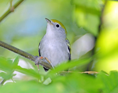 Warbler, Chestnut-sided (First year female)