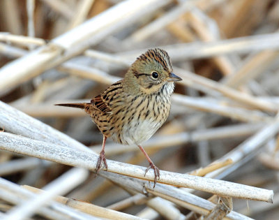 Sparrow, Lincolns