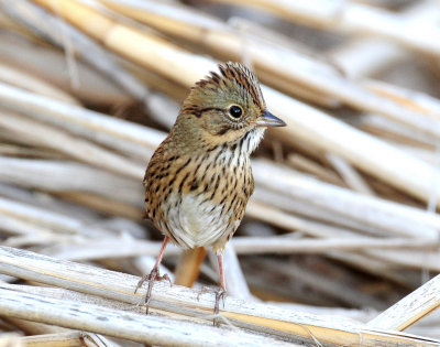 Sparrow, Lincolns