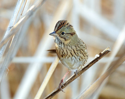 Sparrow, Lincoln's