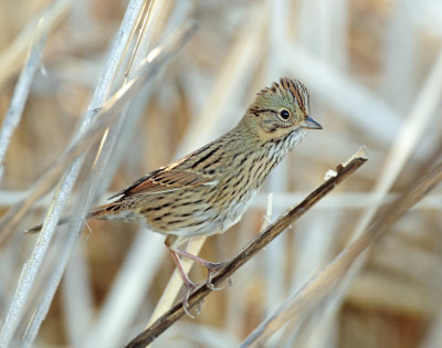 Sparrow, Lincoln's