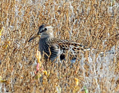 Sandpiper, Pectoral