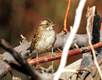 Sparrow, White-throated