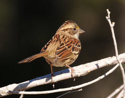 Sparrow, White-throated