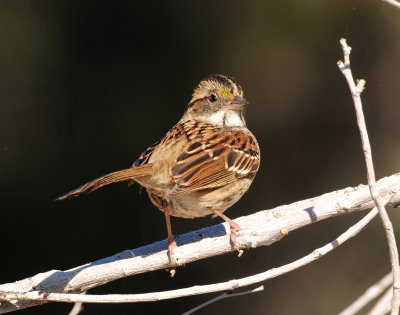 Sparrow, White-throated