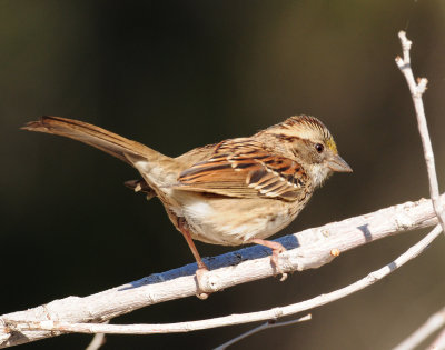 Sparrow, White-throated