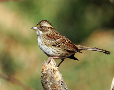 Sparrow, White-throated