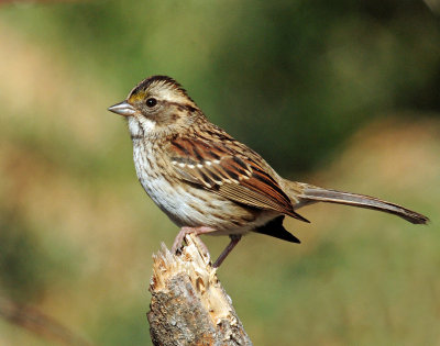 Sparrow, White-throated