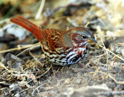 Sparrow (Red) Fox