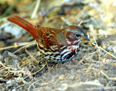 Sparrow, (Red) Fox