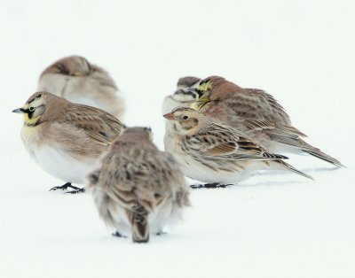 Longspur, Lapland