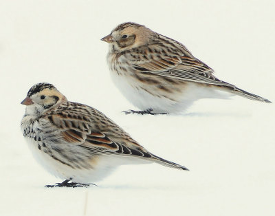 Longspur, Lapland