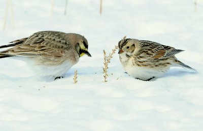 Longspur, Lapland