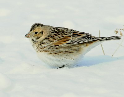 Longspur, Lapland