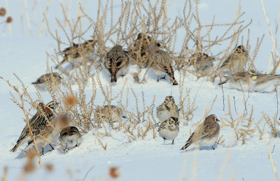 Longspur, Lapland