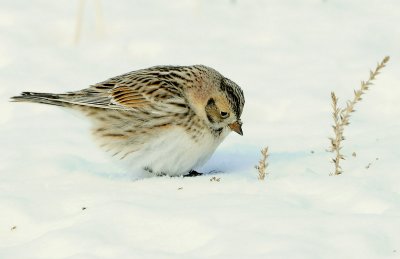 Longspur, Lapland