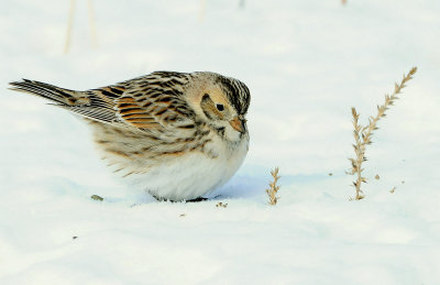 Longspur, Lapland