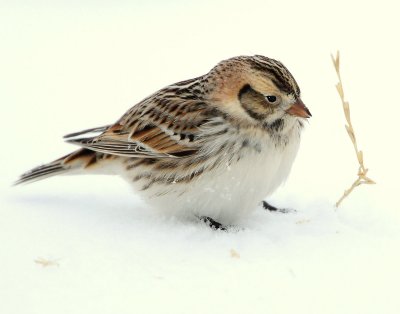 Longspur, Lapland