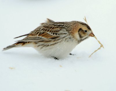 Longspur, Lapland