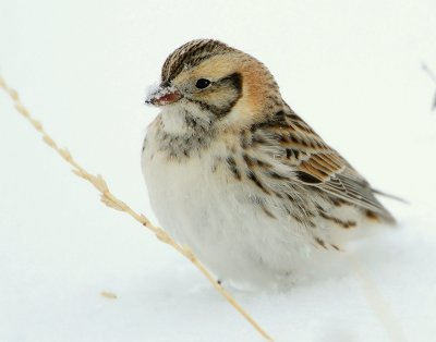 Longspur, Lapland