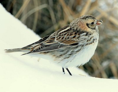 Longspur, Lapland