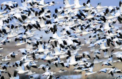 Lesser Snow & Rosss Geese