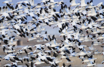 Lesser Snow & Ross's Geese