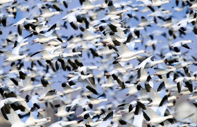 Corinne, Utah-- Lesser Snow & Ross's Geese