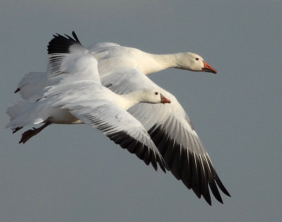 Comparison-Lesser Snow & Ross's Geese (not photoshopped)
